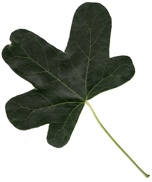 leaf